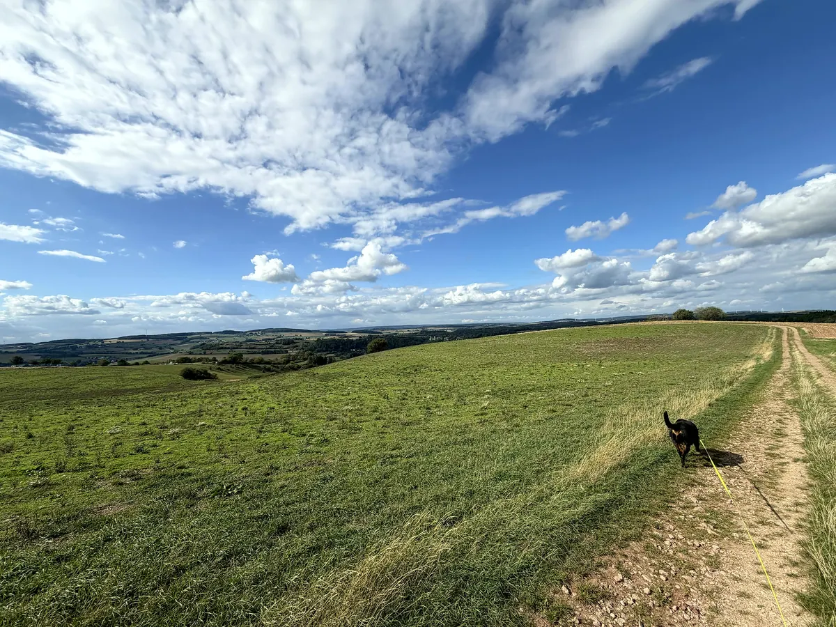 Chien en promenade dans la campagne luxembourgeoise