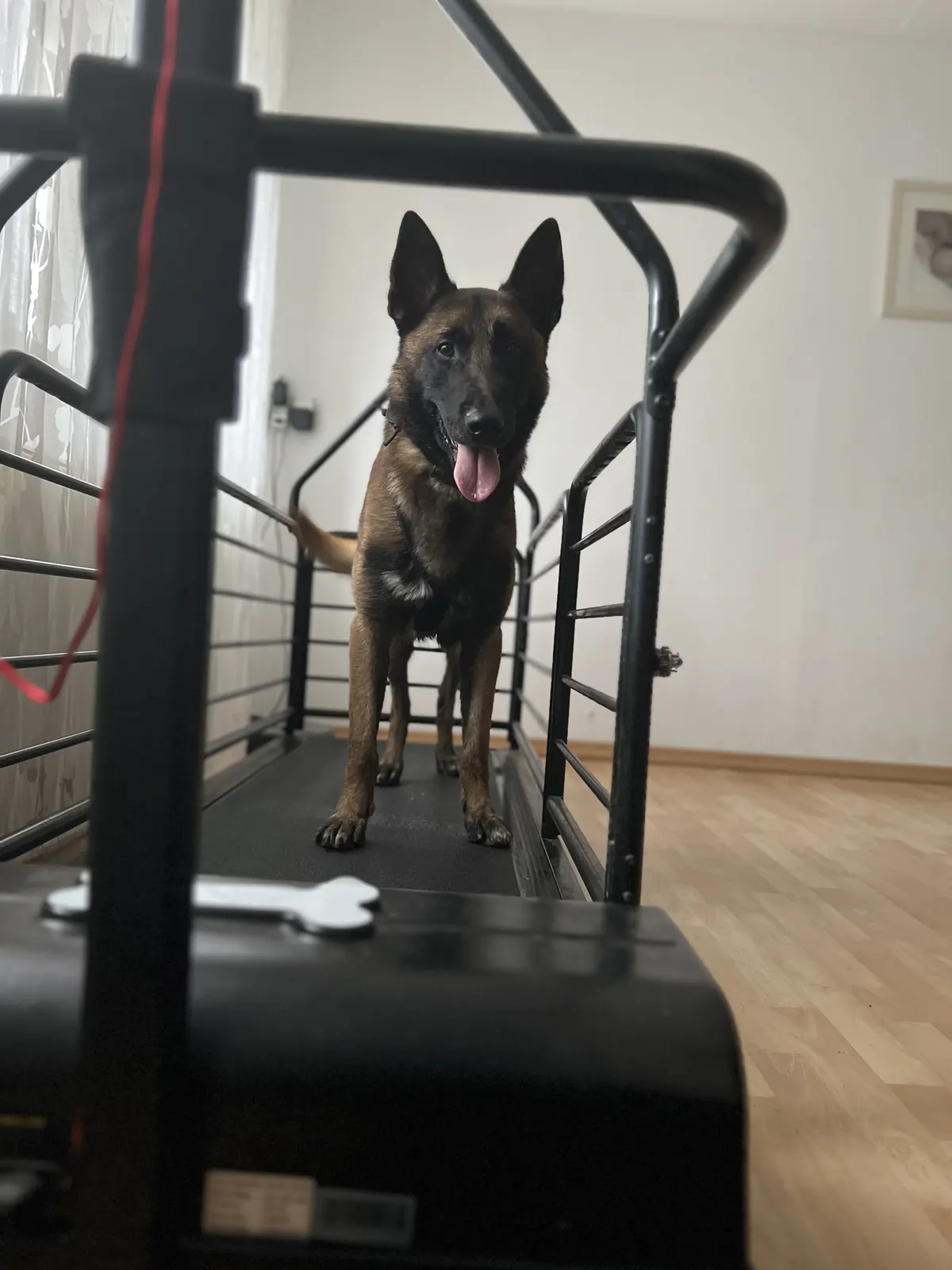 Berger malinois à l'entraînement sur un tapis de course pour chien