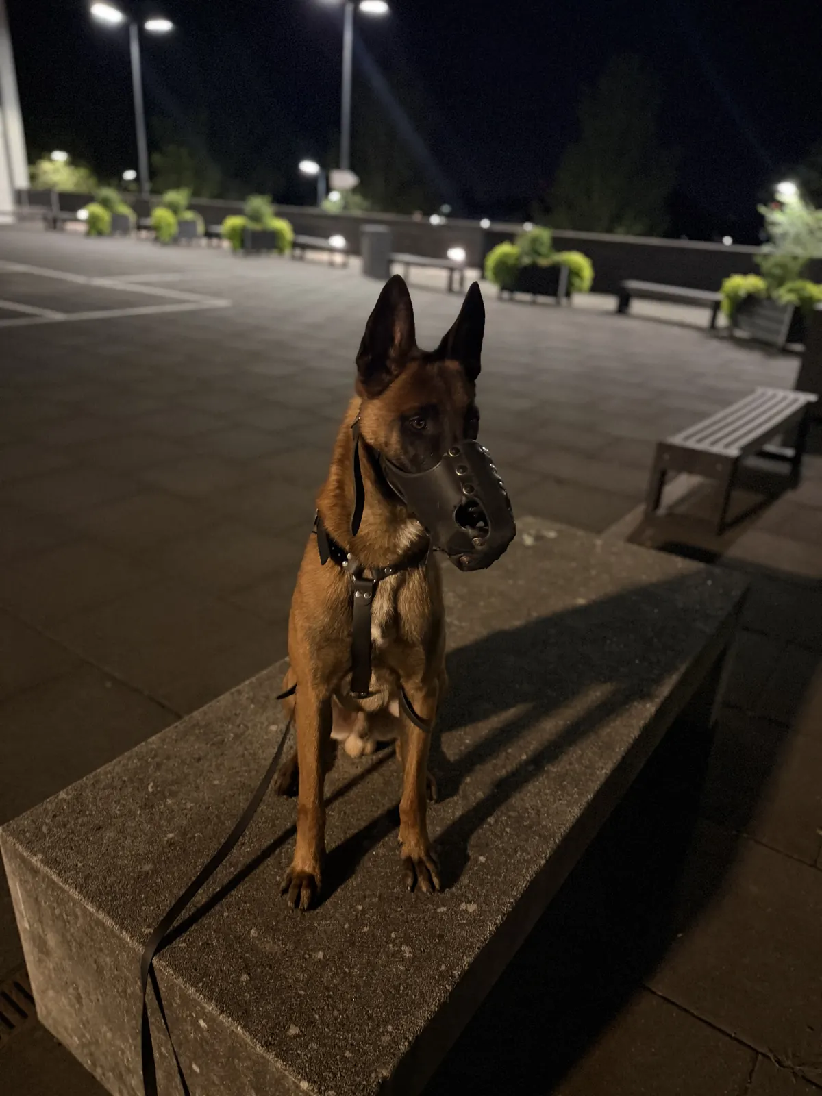 Berger malinois assis sur un banc de nuit, chien de travail K9 Experience Solution