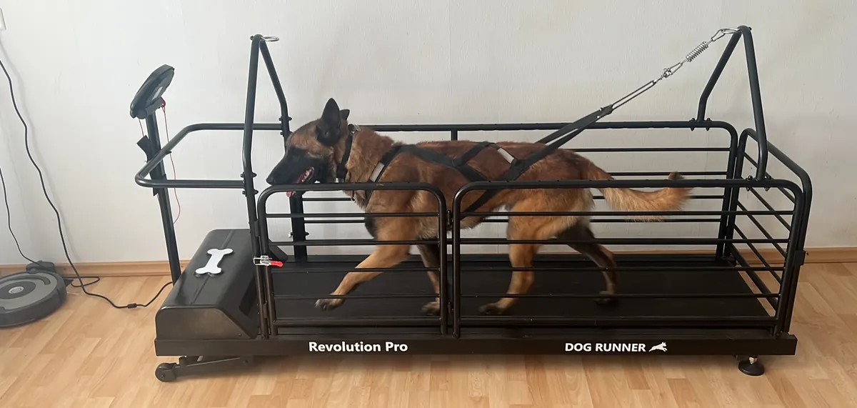 Tapis de course pour chiens