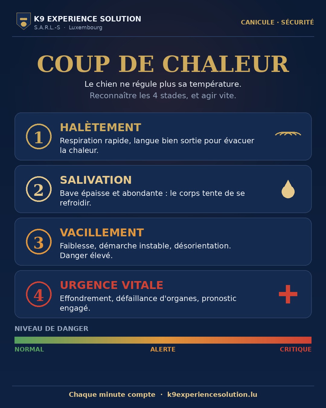 Coup de chaleur chez le chien : les 4 stades (halètement, salivation, vacillement, urgence vitale) et l'échelle de danger