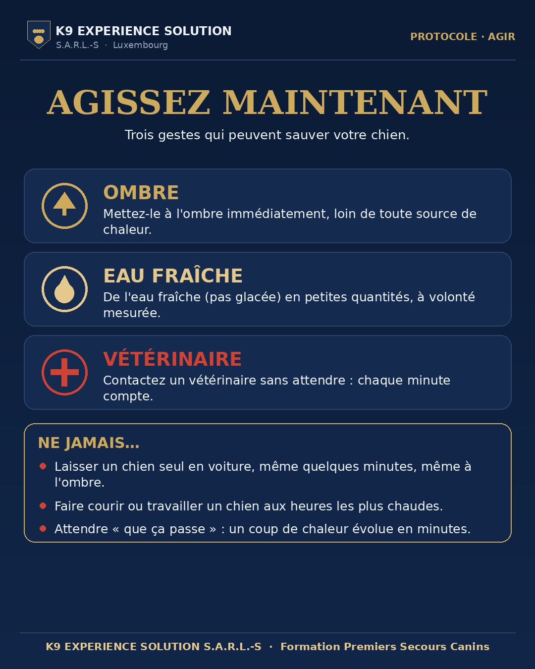 Protocole coup de chaleur : ombre, eau fraîche, vétérinaire, et les erreurs à ne jamais commettre