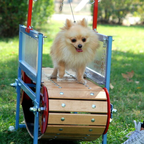 Firepaw Mini Dog Treadmill, Firepaw
